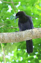 Purplish Jay